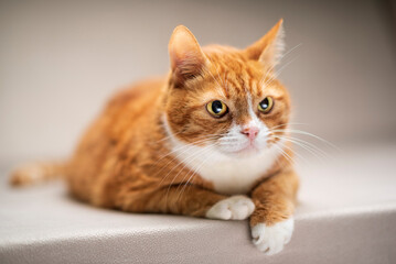 Domestic cat with a playful expression, lying on a soft surface, showcasing its fur texture and curious demeanor, embodying the essence of feline companionship and charm