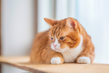 Domestic cat with a playful expression, lying on a soft surface, showcasing its fur texture and curious demeanor, embodying the essence of feline companionship and charm