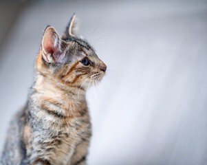 Domestic cat with a playful expression, lying on a soft surface, showcasing its fur texture and curious demeanor, embodying the essence of feline companionship and charm
