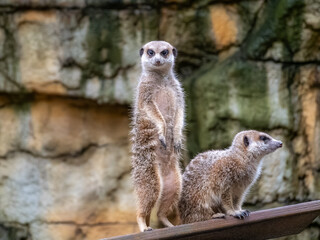Fototapeta premium 台北市立動物園