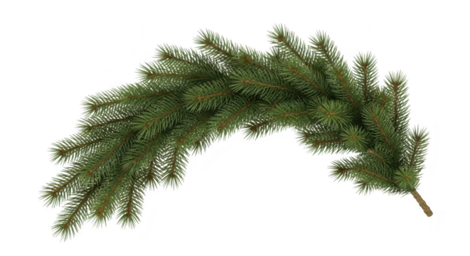 Green fir tree branch isolated on transparent background