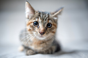 Domestic cat with a playful expression, lying on a soft surface, showcasing its fur texture and curious demeanor, embodying the essence of feline companionship and charm