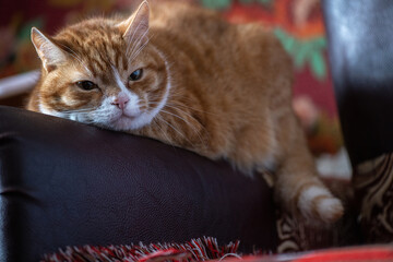 Domestic cat with a playful expression, lying on a soft surface, showcasing its fur texture and curious demeanor, embodying the essence of feline companionship and charm