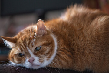 Domestic cat with a playful expression, lying on a soft surface, showcasing its fur texture and curious demeanor, embodying the essence of feline companionship and charm