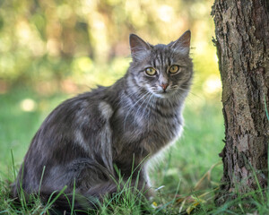 Domestic cat with a playful expression, lying on a soft surface, showcasing its fur texture and curious demeanor, embodying the essence of feline companionship and charm