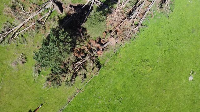 Aerial view of downed trees scattered across a field, creating a stark contrast between the green grass and the broken tree trunks, Kirriemuir, Scotland, United Kingdom.