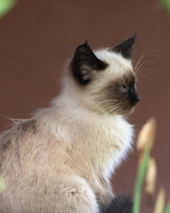 Domestic cat with a playful expression, lying on a soft surface, showcasing its fur texture and curious demeanor, embodying the essence of feline companionship and charm