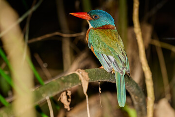 Actenoides monachus, a rare endemic kingfisher of Sulawesi, captured at night in the depths of Indonesia’s rainforest.