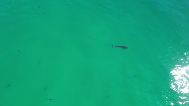 PEZ GALLO PECES ROOSTERFISH