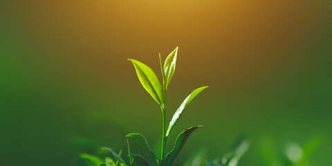 Fresh Green Tea Leaves in Golden Sunlight on a Peaceful Organic Farm