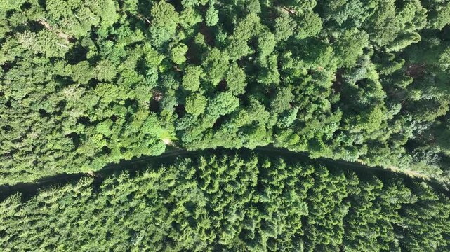 Aerial view of the Route des Cretes, a lush green forest canopy, revealing the vibrant textures and tones of the natural landscape, Fellering, Grand Est, France.