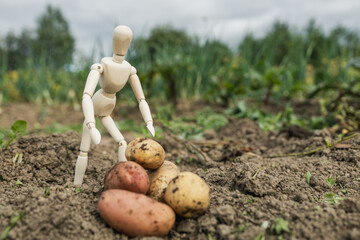 A man in a white figure is standing in a field of potatoes