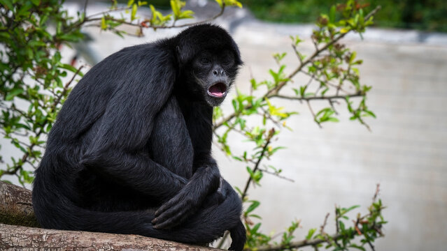 Side View of a Spider Monkey with its Mouth Open