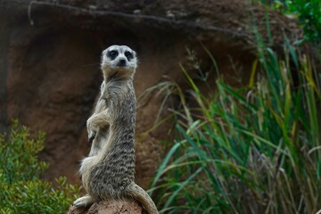 Meerkat 