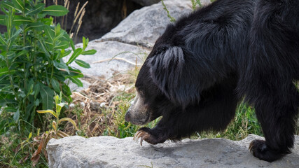 Sloth Bear in Search of Food © Ian