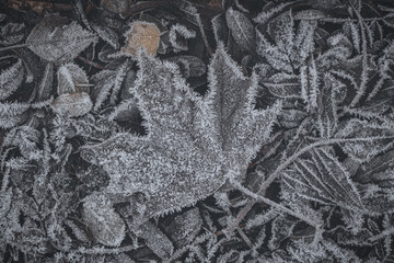 A frosty maple leaf lies among a blanket of frozen foliage on a quiet morning. The leaf glistens with ice, showcasing intricate patterns and textures against the cold earth.