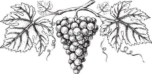 Vintage black and white illustration of a grape bunch on a vine with leaves, perfect for wine labels, culinary designs, or rustic decor, isolated on white background