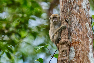 Macaca fascicularis in Tanjung Puting National Park showing natural primate behavior in the rich rainforest of Borneo.