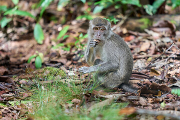 Macaca fascicularis in Tanjung Puting National Park showing natural primate behavior in the rich rainforest of Borneo.