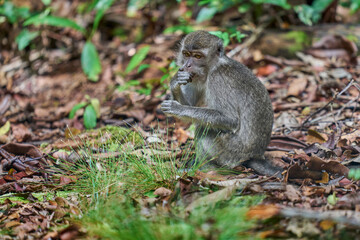 Macaca fascicularis in Tanjung Puting National Park showing natural primate behavior in the rich rainforest of Borneo.