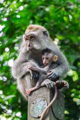 Ubud Indonesia – View of a mother monkey nursing her baby while holding it close atop a wooden post.