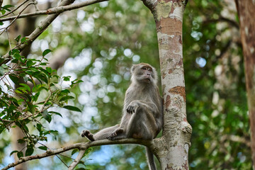 Macaca fascicularis in Tanjung Puting National Park showing natural primate behavior in the rich rainforest of Borneo.