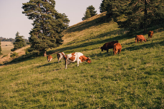 Cows grazing on Pieniny mountain meadows, organic dairy and milk production