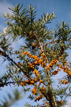  yellow  oranges berries on sea buckthorn branches 