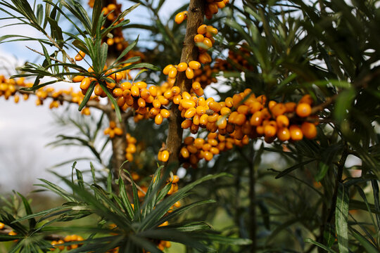  yellow  oranges berries on sea buckthorn branches 