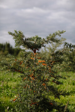 sea buckthorn plant in the garden