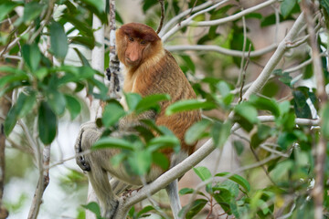 Nasalis larvatus in Tanjung Puting showing natural family behavior and life in the treetops of Borneo’s endangered rainforest.