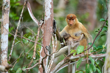 Nasalis larvatus in Tanjung Puting showing natural family behavior and life in the treetops of Borneo’s endangered rainforest.