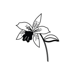 Black and white line art illustration of a delicate orchid flower isolated on white background