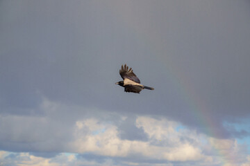 Bird soaring gracefully in a cloudy sky with a rainbow