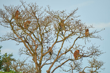 Nasalis larvatus in Tanjung Puting showing natural family behavior and life in the treetops of Borneo’s endangered rainforest.
