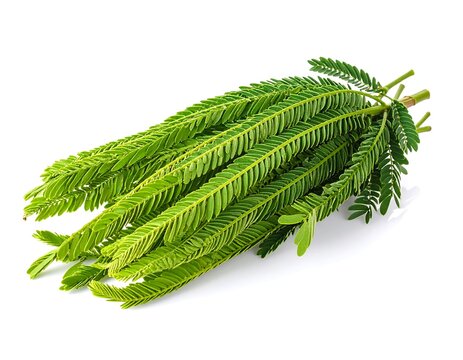 Fresh Green Acacia Pennata - A Vibrant Bunch of Climbing Wattle.