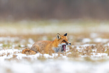 Mammals - European Red Fox (Vulpes vulpes)