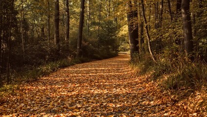 Obraz premium A forest path carpeted with yellow and orange autumn leaves, with dappled sunlight filtering through the trees. A tranquil, seasonal landscape for a peaceful nature walk. 