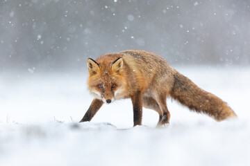 Mammals - European Red Fox (Vulpes vulpes)