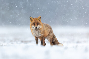 Fototapeta premium Mammals - European Red Fox (Vulpes vulpes)