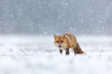 Mammals - European Red Fox (Vulpes vulpes)