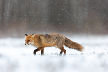 Mammals - European Red Fox (Vulpes vulpes)