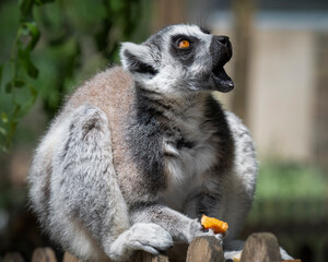 Obraz premium Captive Ring-tailed Lemur Feeding on a Fence