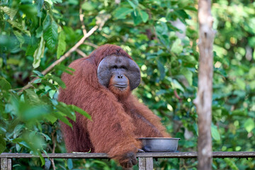 Pongo pygmaeus alpha male in Tanjung Puting showing strength and natural behavior in the rainforest of Borneo an iconic endangered primate.