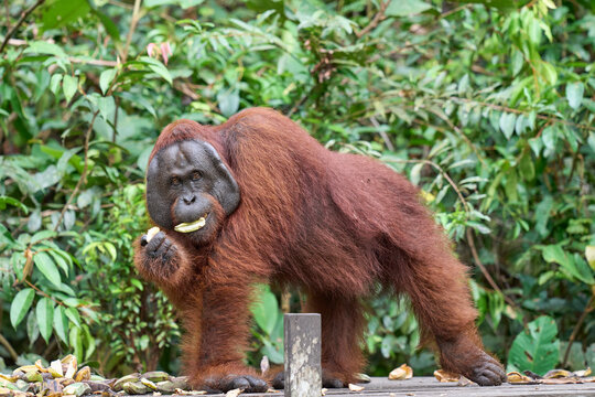 Pongo pygmaeus alpha male in Tanjung Puting showing strength and natural behavior in the rainforest of Borneo an iconic endangered primate.