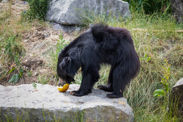 Sloth Bear in Search of Food