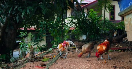 group of roosters pecking under tree canopy, multiple birds moving across leaf litter, cooperative feeding and territorial strut, rustic barnyard feel, dappled light and energetic motion