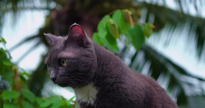 grey cat perched on palm overlooking lush foliage with white chest patch, alert gaze scanning sky, calm tropical breeze, palm fronds and distant tree silhouette, portrait framing conveys quiet