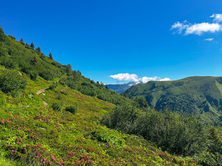 Floral Mountain landscape with blue sky in July 