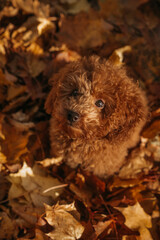 Cute brown puppy playing in colorful autumn leaves on a sunny day in the park